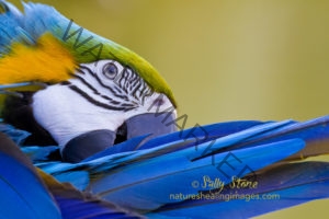 Macaw Preening, Portrait, New Orleans