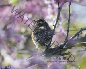 American Robin waiting for mother, Techny Prairie, IL