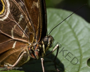 Blue Morpho