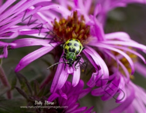 cucumber beetle