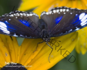 Great Eggfly Butterfly