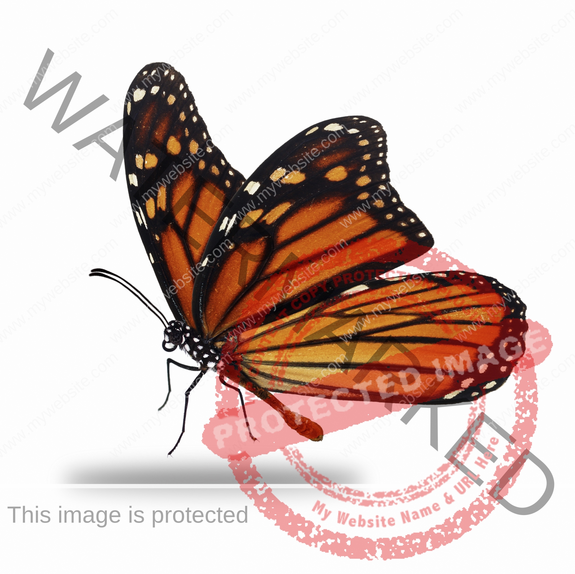 Бабочка Монарх арт