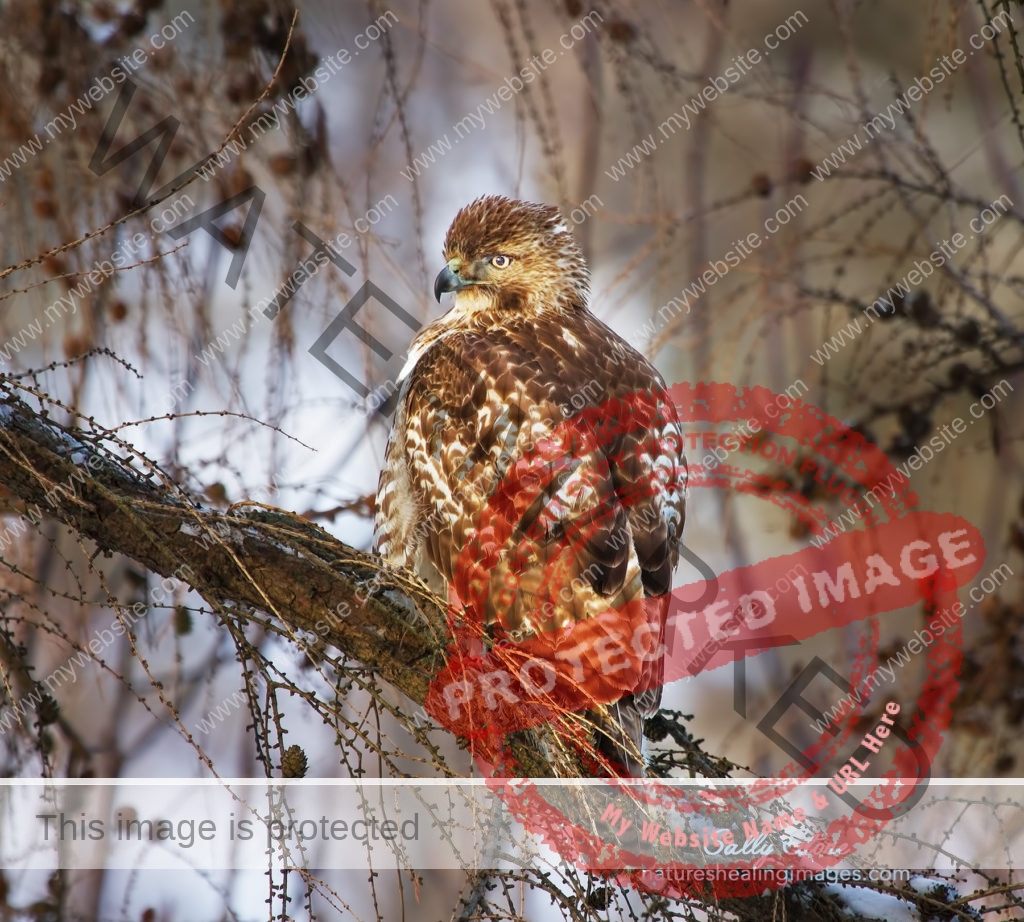 Home - Nature's Healing Images