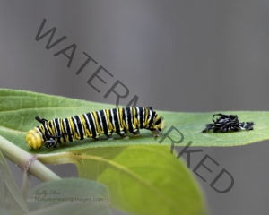 Monarch Butterfly Life Cycle, Fourth Instar Monarch Caterpillar molting with face cap 5U3A1666