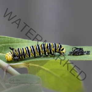 Monarch Butterfly Life Cycle, Fourth Instar Monarch Caterpillar molting with face cap 5U3A1666