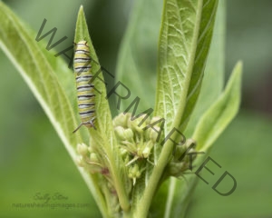 Monarch Butterfly Life Cycle, Second instar monarch caterpillar on a milkweed leaf, in the garden 5U3A9869