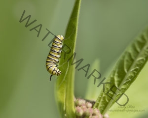 Monarch Butterfly Life Cycle, Second instar monarch caterpillar on a milkweed leaf, in the garden 5U3A0448