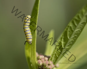 Monarch Butterfly Life Cycle, Second instar monarch caterpillar on a milkweed leaf, in the garden 5U3A0454