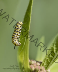 Monarch Butterfly Life Cycle, Second or Third Instar Monarch Caterpillar 5U3A0448