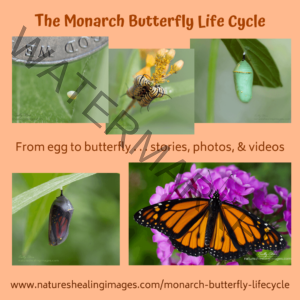 monarch lifecycle graphic
