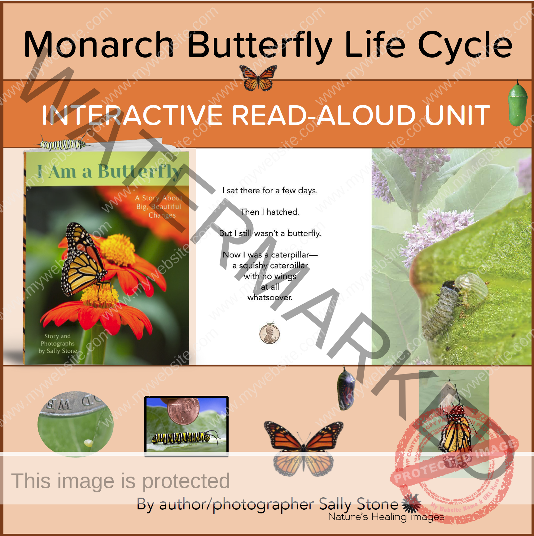 Monarch Butterfly Life Cycle Interactive Reading Guide