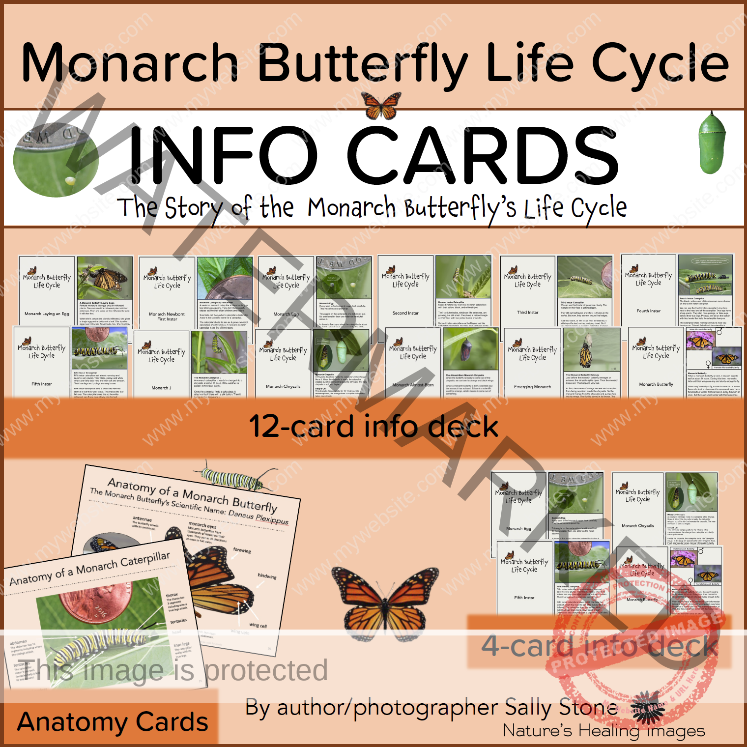 Monarch Butterfly Life Cycle INFO Cards